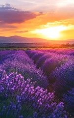 Fototapeta premium A stunning lavender field at sunset, showcasing vibrant colors and a peaceful landscape, perfect for nature and relaxation themes.