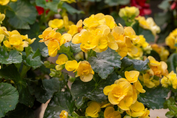 Elatior begonias - Begonia x hiemalis. Flowering plant of begonia hybrid elatior ( Begoniaceae ) .