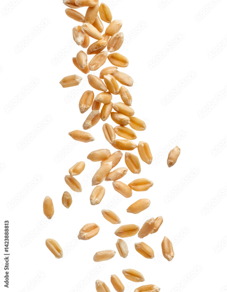 Poster wheat grains falling and scattering on transparent background, with clipping path for easy isolation