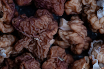 False morel, Gyromitra esculenta mushrooms background