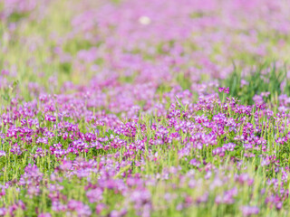 蓮華草のピンク色の花が一面に広がる19