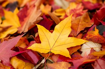 Fototapeta premium A pile of colorful autumn leaves spread out on the ground
