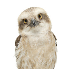 Obraz premium Isolated wide eyed kookaburra bird with a funny expression in a central headshot