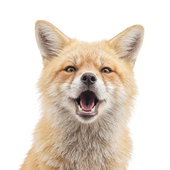 Fototapeta premium Isolated fluffy fox headshot in a sneezing pose