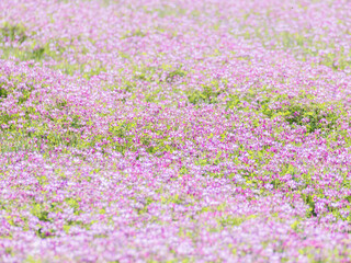 蓮華草のピンク色の花が一面に広がる26