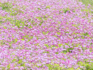 Naklejka premium 蓮華草のピンク色の花が一面に広がる27