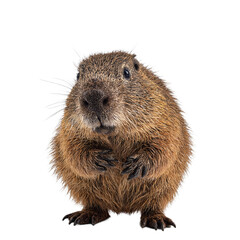 Surprised beaver headshot mid chatter isolated