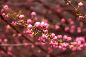 Selective focus of beautiful branches of pink flowers on the tree, Nature floral background.