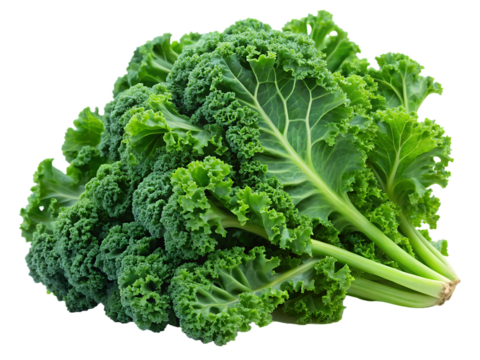 A bunch of fresh kale leaves with textured green veins isolated on white background. PNG