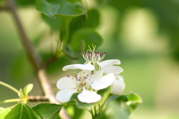 Pear flowers in white spring bloom on a wild tree branch close up. Pyrus pyraster in nature