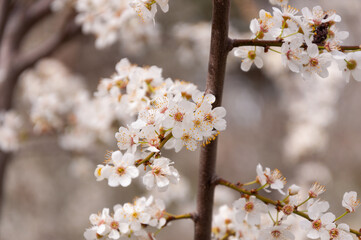 white flowers of fruit trees with bee on it in spring garden