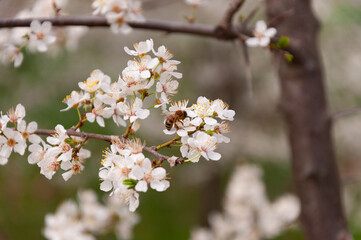 white flowers of fruit trees with bee on it in spring garden