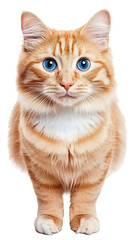 Obraz premium Cute Ginger Cat with Blue Eyes on Transparent Background Photo