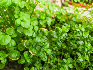 Vibrant closeup of lush green foliage.  Perfect for nature, gardening, or health  wellness projects.  Creates a fresh, healthy feeling. Ideal for websites, blogs, or social media.