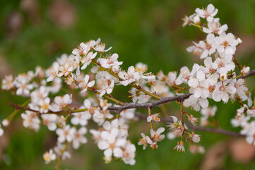 white flowers of fruit trees in spring garden