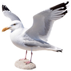 Fototapeta premium Seagull opens wings. White bird standing on stone. Black tipped feathers. Transparent png isolated