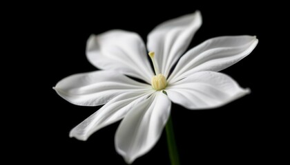 Fototapeta premium Elegant White Flower Isolated on Black Background for Nature Themes