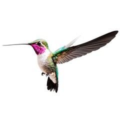 Fototapeta premium Hummingbird flying with wings spread. Bird has pink, green, and white feathers. Image is transparent png, isolated.