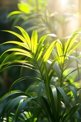 Obraz premium Lush Green Palm Leaves in Sunlight
