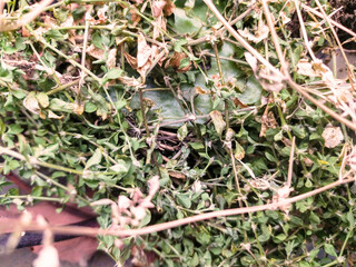 Overhead shot of decaying foliage  stems, conveying themes of decay, autumn, or end of season. Great for depicting cycles, neglect, or decomposition.