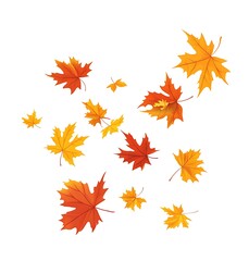 Fototapeta premium Autumn leaves falling down, isolated on a white background
