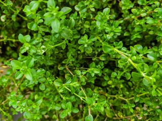 Lush green plant with small, rounded leaves. Represents growth, nature, and freshness. Perfect for backgrounds, textures, or environmental themes.