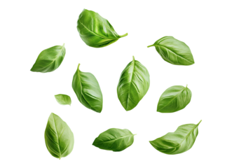 Floating fresh basil