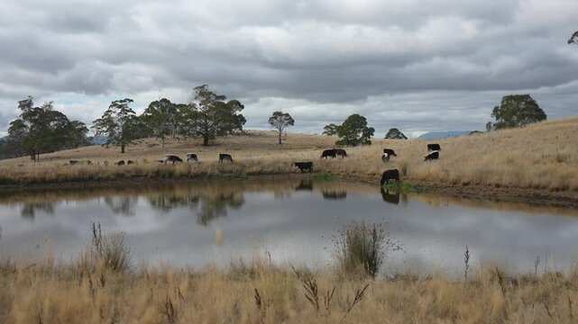 livestock in a meadow, sustainable carbon neutral farming being practiced. regenerative raised cows in a field. agricultural technology innovation.	
