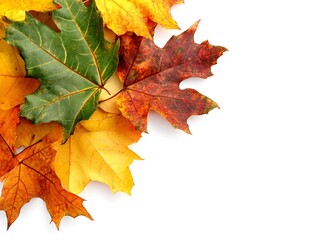 Fototapeta premium Autumn themed border made of colorful maple leaves, isolated on a white background
