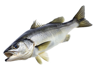Fototapeta premium Freshly caught fish