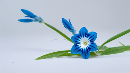 Naklejka premium Striking Blue Sparaxis Flower With Bud And Green Leaves On White Background