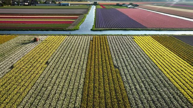 Aerial footage of tractor with fertilizer or pesticide sprayer driving through rows of blooming daffodils and tulips fields in spring. Tracktor working and man casting fishing rod into a canal.