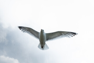seagull in flight