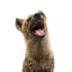  Isolated laughing hyena captured in a moment of mirthful chuckling on a white background © GMeta