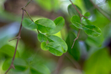 Many small leaves are together on a green tree branch, and the background behind it is green and...