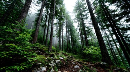 Naklejka premium Misty forest path ascends through tall evergreen trees.