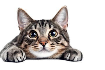 Cute Tabby Cat Portrait Isolated on Transparent Background