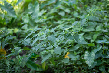 Many small leaves are together on a green tree branch, and the background behind it is green and blurry.