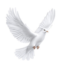 Obraz premium white dove gracefully soars with outstretched wings, symbolizing peace and freedom. bird elegant form and serene expression convey sense of tranquility and hope