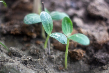 A seedling is growing in the soil, and the back is blurred.