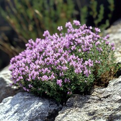 Obraz premium Pink Thyme thrives on stone