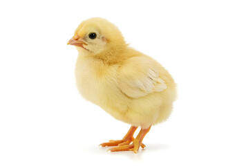 Obraz premium baby chicken isolated on white background