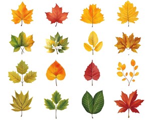 Fototapeta premium Set of autumn leaves isolated on a white background