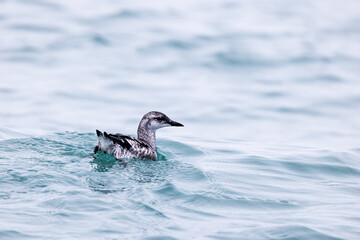 Immature black guillemot, Cepphus grylle, swimming in Sarrstangen, the Arctic off Svalbard. A migratory seabird from the Auk family and is also know as the tystie or sea pigeon.