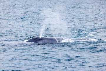 Obraz premium Blue whale, Balaenoptera musculus, surfaces to excrete air through its blowhole. The marine mammal is the largest animal on the planet and is seen here in Arctic waters of Isfjorden, Svalbard