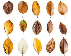 Fototapeta premium Set of autumn leaves isolated on a white background