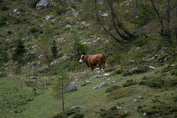 cow in the mountains