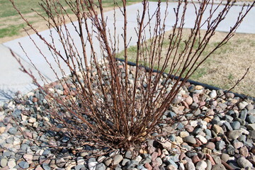 bush in the springtime