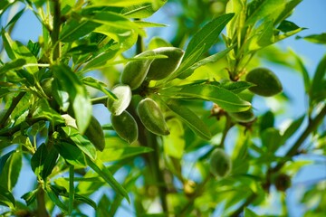 Obraz premium Almond branch with fruits and green leaves.