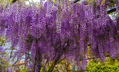 Fototapety na wymiar - Fototapeta24.pl